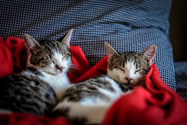 happy cats sleeping happy cats sleeping